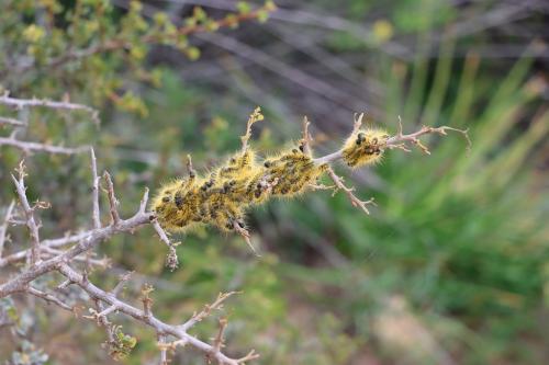 Bombycomorpha bifascia